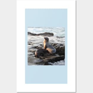 Wildlife gifts, California sea lion, marine life, nature Posters and Art